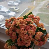 Каланхоє Блоссфельда