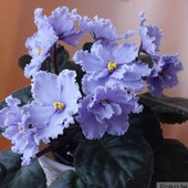Фіалка ЛЕ Ельфійський сад