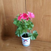 Цветущий кустик ампельной пеларгонии