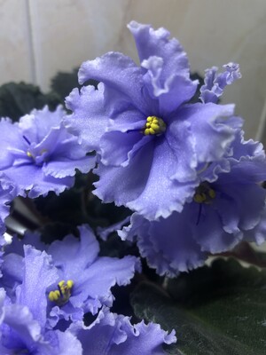 Фото №1