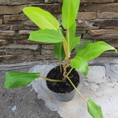 Филодендрон Malay Gold
