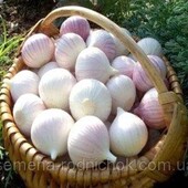 Рокамболь. Слоновий часник. Однозубка. Для посадки або споживання в їжу.