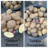 Картопля насіннєва Тайфун