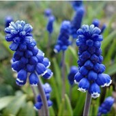 Цибулини Blue Magic ( 5 шт)