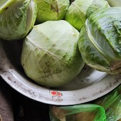 Капуста лот 10 кг