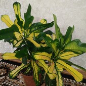Колекційний кротон Вілма