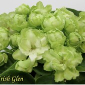 Irish Glean-вкорінений листочок