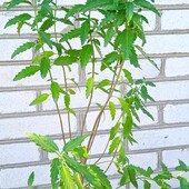 каріоптеріс Kew Blue, 2,5 річн.  у горщику 1л ( той, що на фото)  висота 50+ см