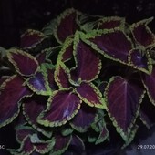 Фото №3