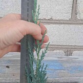 ялівець скельний Blue Arrow у горщику 0,5 л, той що на фото