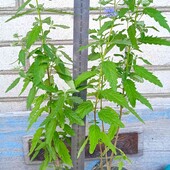 каріоптеріс Kew Blue, 1,5 річн., висота 45+ см, вже квітує