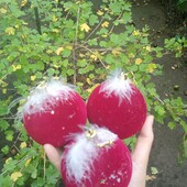 Набор новогодних шаров,3шт