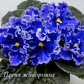 ЕК-Песня Жаворонка - -гарна дітка