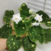 ШН-Космическая фея - дітка