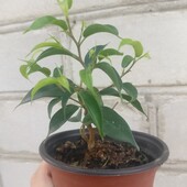 Фікус Бенджаміна, вкорінений черенок