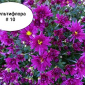 Набір хризантем, невеликі кущики