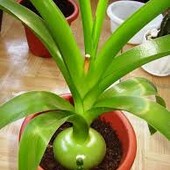 Луковица(детка) индийского лечебного лука