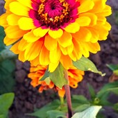 Домашнє насіння цинії.