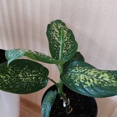 Дифенбахія 2 роки