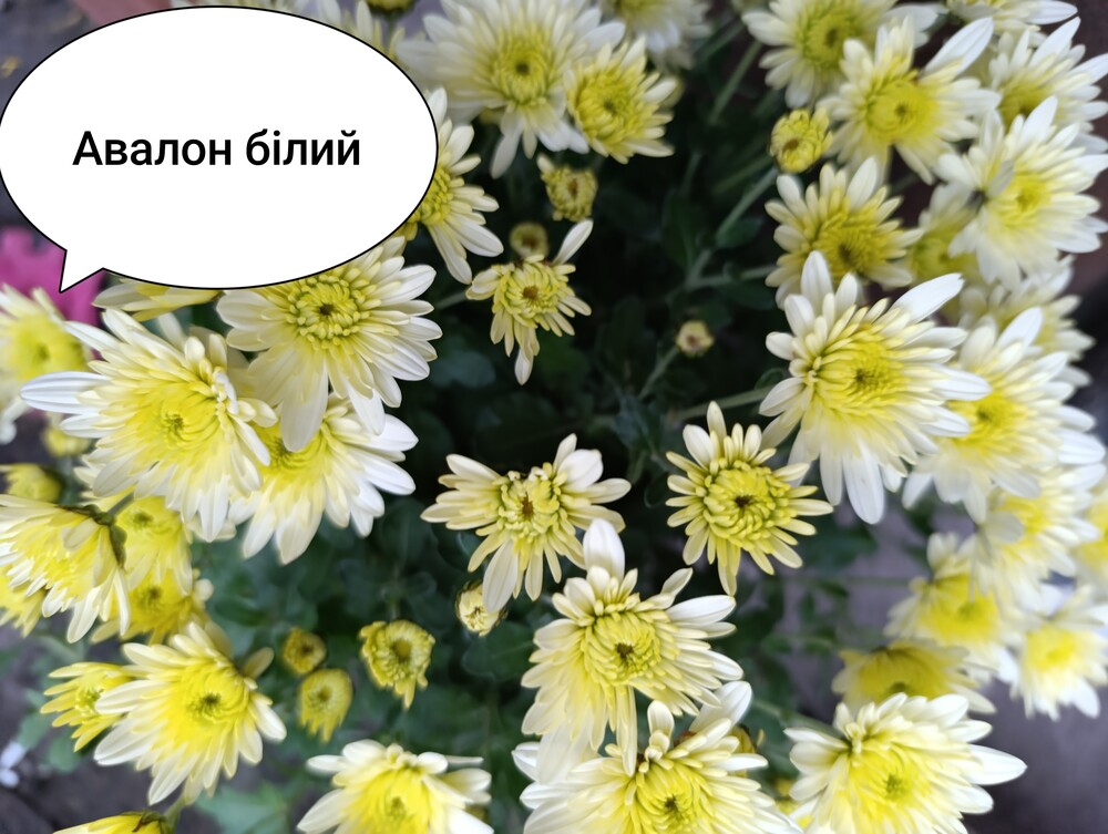 Фото №2