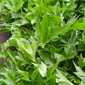 плющ Green Ripple у горщику 0,4 л, останній!