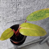 Філодендрон Медуза