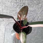 Філодендрон Рожева принцеса