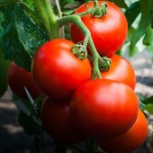 Семена помидор Ляна. 100 шт. Не требует подвязывания. Идеальные сорта для консервации.