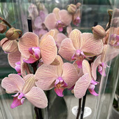 Последняя распродажа. Шикарные орхидеи, все в одном лоте