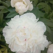 Пион белый ( корневище)