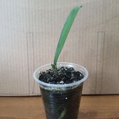 Кливия киноварная оранжевая. Сеянец.