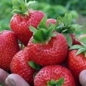 Саджанці полуниці Міце Шіндлер(10 шт)