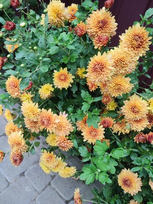 Фото №1 class=