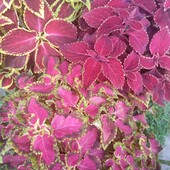 Колеуси вкорінені живці або дорослий кущ-куля