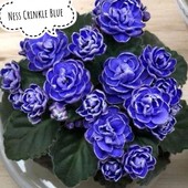 "Ness Crinkle Blue "" -- дітка (полумини )