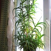 Листья алоэ лекарственный цветок.