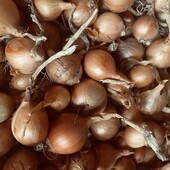 Лот 1кгЦибуля шалот (на зелень)