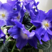 АЛЕН-Безоблачное Небо - дітка