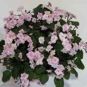 Rob’s Vanilla Trail (Селекция Ральфа Робинсона. ) трейлер - чотири дітки