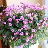 Чарівний Brazos Belle - (міні ) дітки