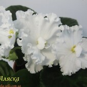 ЕК-Аляска - вкорінений лист