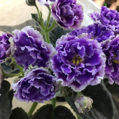 НК-Лилон -Лила- вкорінений лист