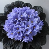 Rapsodia Clementine - вкорінений лист