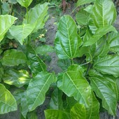 Маракуя (пасифлора), сіянець