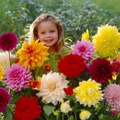 Георгины ящик микс цветов