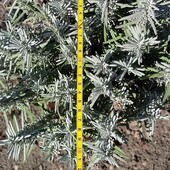 лаванда вузьколиста 2,5- річн., розмір на фото