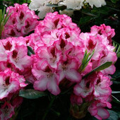 Рододендрон сорт Cherry Cheesecake