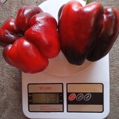 Перець солодкий Чорний метелик, 20 насінин,