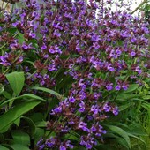 Шавлія лікарська, у лоті 2,5річн. , висота 50+ см