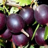 Саджанець Йошти "Без шипів" великоплідний.